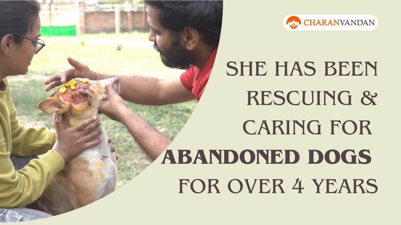 dogs deserve care rescue heal love
