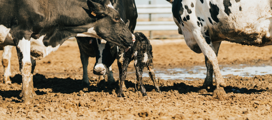 Real Impact Stories How Donations are Changing Lives and Communities