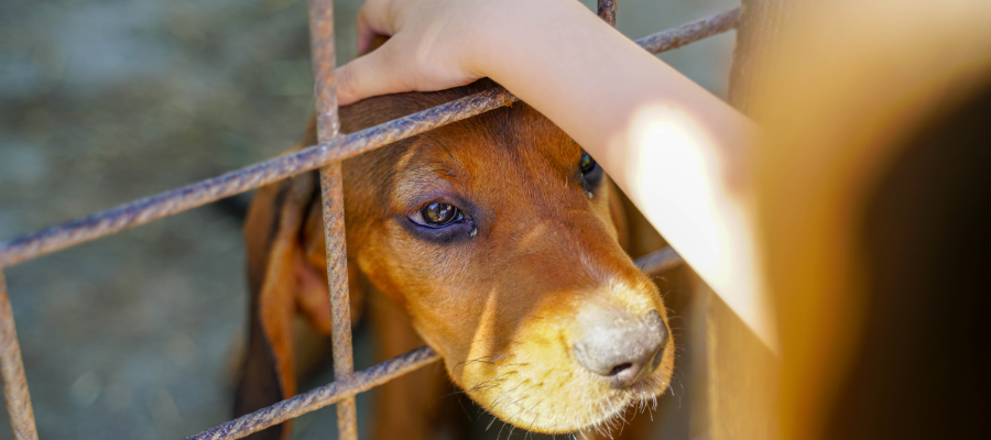 Helping Communities Through Crowdfunding for Food Shelter and Health