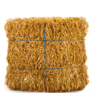 Dry Grass