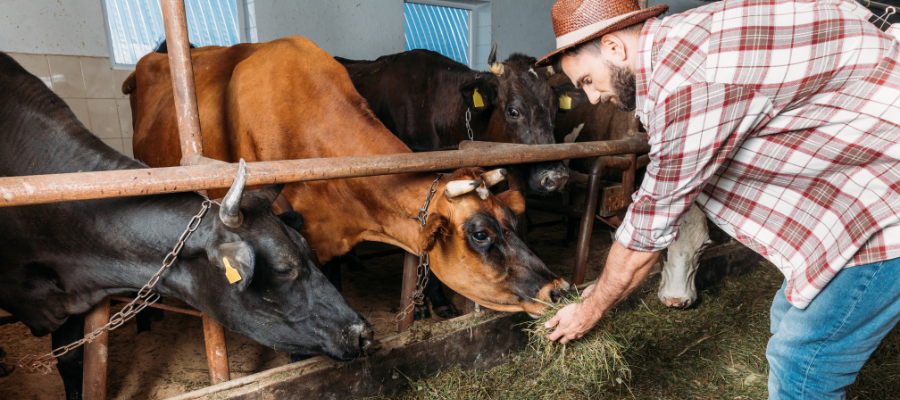 Best Crowdfunding Platform for Supporting Cow Shelters in India