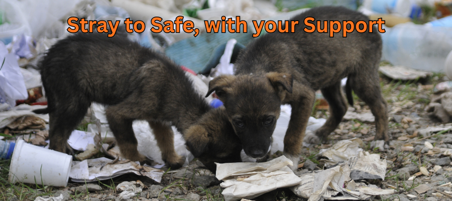 Helping the Needy The True Power of Humanity