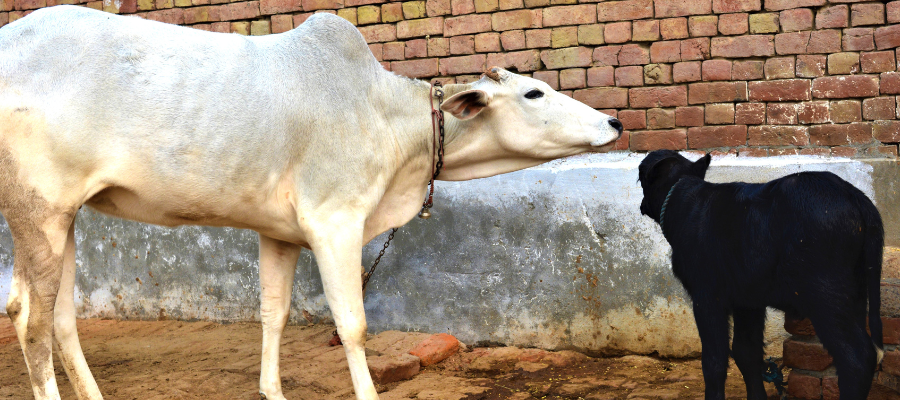 Feed a Cow Feed a Soul The Power of Giving