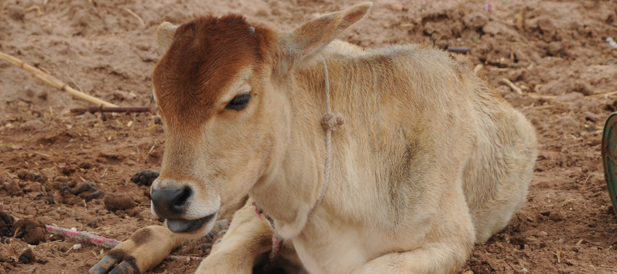 Feed a Cow Feed a Soul The Power of Giving