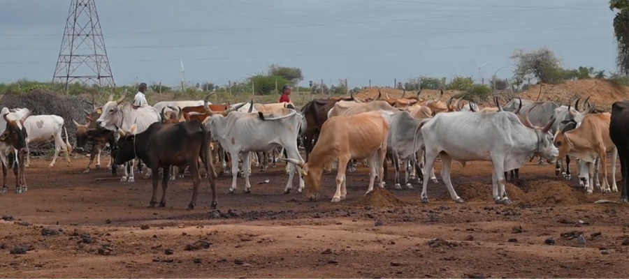 Sacred Build Gaushala Protect Gomata