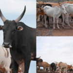 Sacred Build Gaushala Protect Gomata