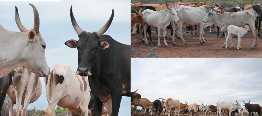 Sacred Build Gaushala Protect Gomata