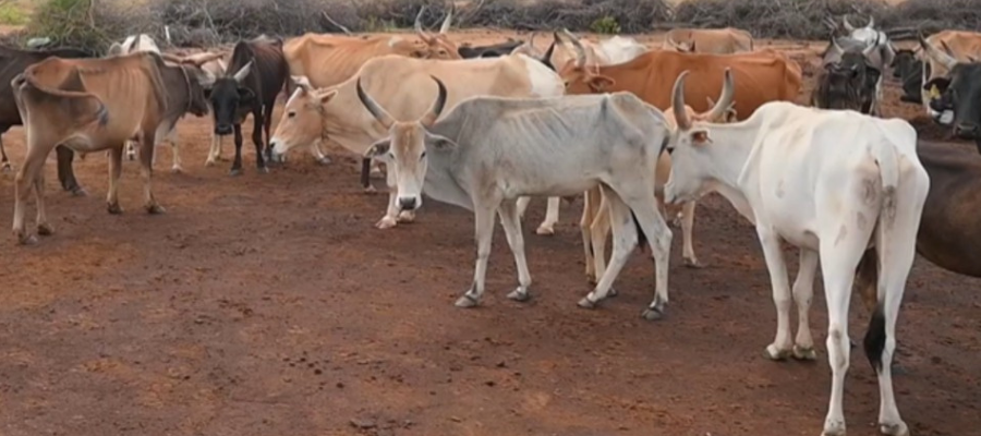 Sacred Build Gaushala Protect Gomata