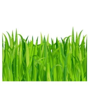 Green Grass