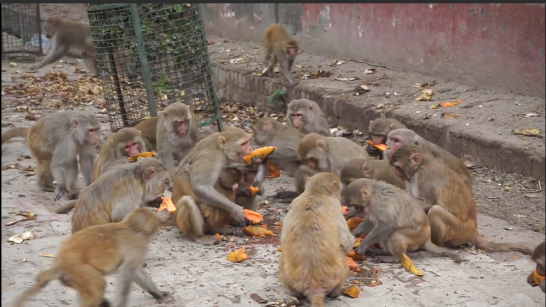 Monkey feeding in Chitrakoot campaign