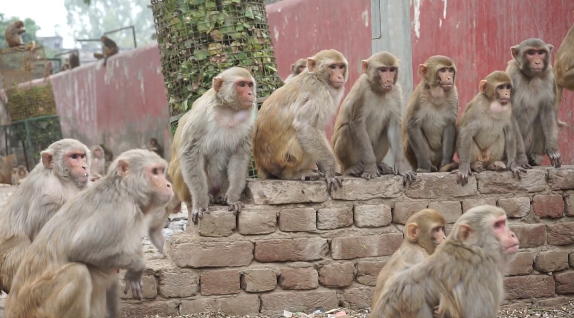 Monkey feeding in Chitrakoot campaign