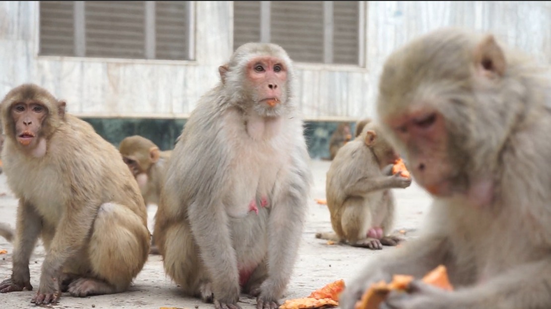 Monkey feeding in Chitrakoot campaign