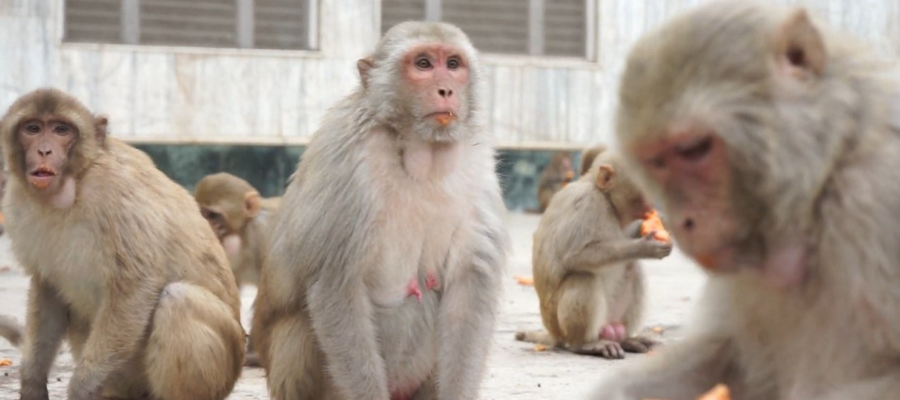 Compassionate Mission to Hydrate Chitrakoot Vanaras