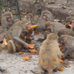 Compassionate Mission to Hydrate Chitrakoot Vanaras