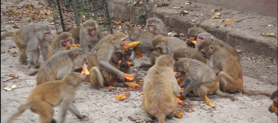 Compassionate Mission to Hydrate Chitrakoot Vanaras