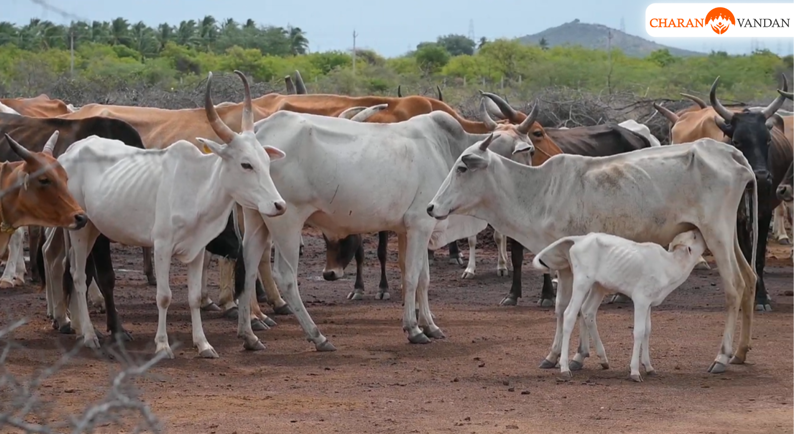Cows at a fodder bank and goshala shelter