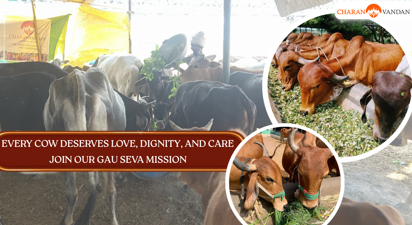 Gau Seva Mahadaan: A Sacred Lifeline of Green Fodder, Healing, and Shelter