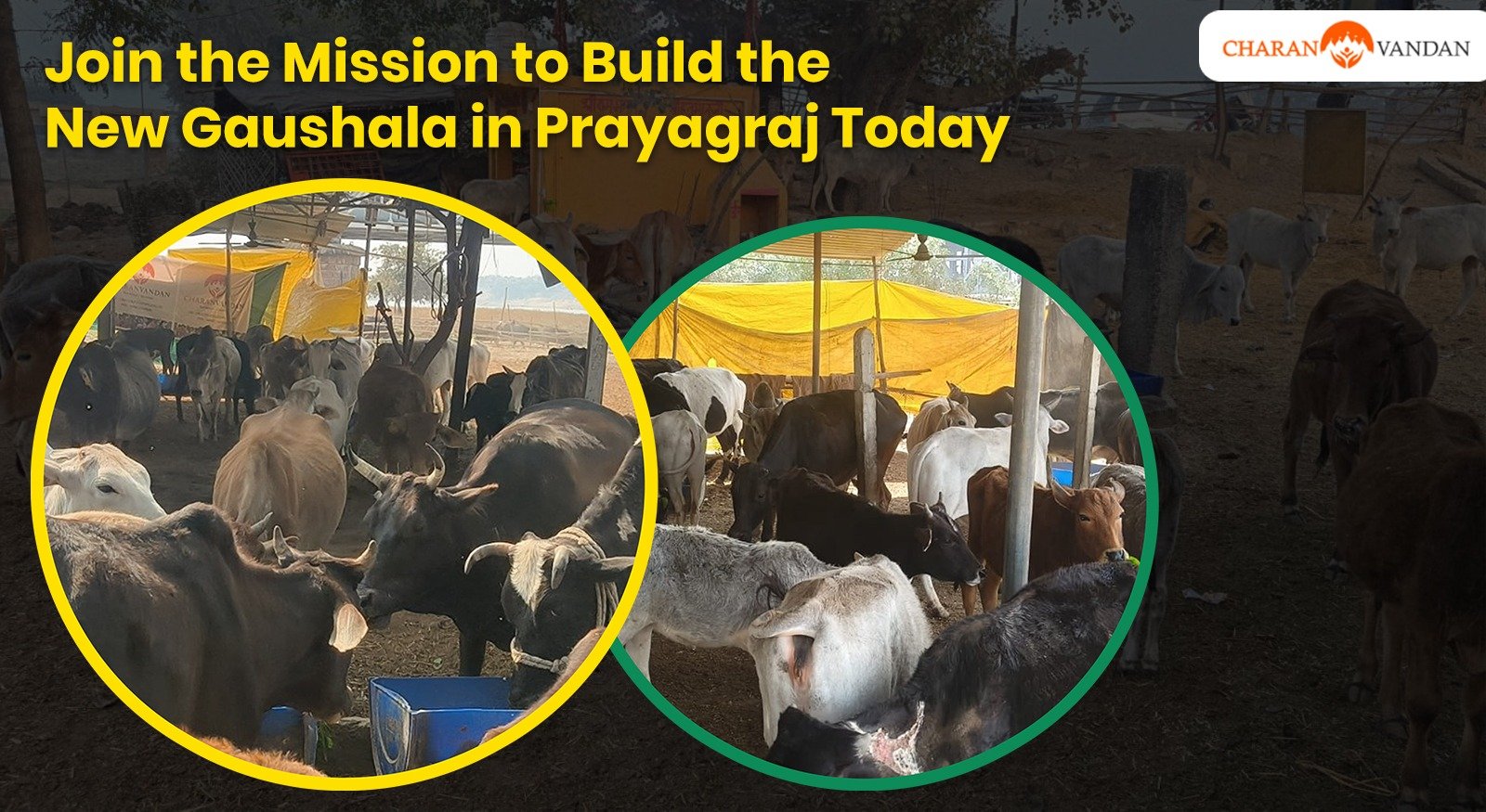 Build a Sanctuary of Grace: Construction of New Gaushala in Prayagraj